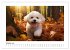 Bichon frisé, weiße Hündchen mit... - Bild 2