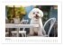 Bichon frisé, weiße Hündchen mit... - Bild 11