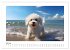 Bichon frisé, weiße Hündchen mit... - Bild 12