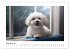 Bichon frisé, weiße Hündchen mit... - Bild 3