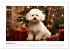 Bichon frisé, weiße Hündchen mit... - Bild 4