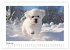 Bichon frisé, weiße Hündchen mit... - Bild 6