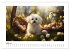 Bichon frisé, weiße Hündchen mit... - Bild 9