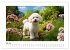 Bichon frisé, weiße Hündchen mit... - Bild 10
