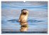 Wildtierkalender (Wandkalender 2026 DIN... - Bild 12