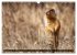 Wildtierkalender (Wandkalender 2026 DIN... - Bild 4