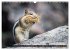 Wildtierkalender (Wandkalender 2026 DIN... - Bild 9