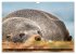 Wildtierkalender (Wandkalender 2026 DIN... - Bild 10