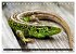Kleine Drachen - Echsen (Tischkalender... - Bild 5