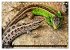 Kleine Drachen - Echsen (Tischkalender... - Bild 8