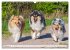 Collies - Eine Liebe für immer und... - Bild 15