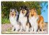 Collies - Eine Liebe für immer und... - Bild 10