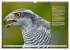 Heimische Vögel des Jahres... - Bild 15