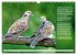 Heimische Vögel des Jahres... - Bild 5