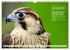 Heimische Vögel des Jahres... - Bild 7