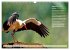 Heimische Vögel des Jahres... - Bild 9
