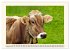 Glückliche Rinder auf saftigen Weiden... - Bild 14