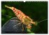 Dwarf Shrimps - Zwerggarnelen... - Bild 11