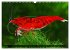 Dwarf Shrimps - Zwerggarnelen... - Bild 12