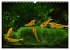 Dwarf Shrimps - Zwerggarnelen... - Bild 5