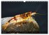 Dwarf Shrimps - Zwerggarnelen... - Bild 7