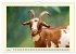 Wer meckert da? (Wandkalender 2026 DIN... - Bild 12