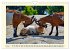 Wer meckert da? (Wandkalender 2026 DIN... - Bild 13