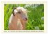 Wer meckert da? (Wandkalender 2026 DIN... - Bild 10