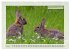 Deutsches Jagdwild - Waidmannsheil... - Bild 11