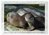 Deutsches Jagdwild - Waidmannsheil... - Bild 13