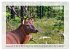 Deutsches Jagdwild - Waidmannsheil... - Bild 4