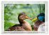 Deutsches Jagdwild - Waidmannsheil... - Bild 7
