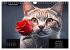 Der humoristische Katzen Kalender... - Bild 8
