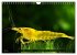 Dwarf Shrimps - Zwerggarnelen... - Bild 13