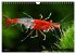 Dwarf Shrimps - Zwerggarnelen... - Bild 14