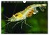 Dwarf Shrimps - Zwerggarnelen... - Bild 15