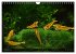 Dwarf Shrimps - Zwerggarnelen... - Bild 5
