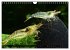 Dwarf Shrimps - Zwerggarnelen... - Bild 10