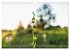 Orchideenzeit auf der Schwäbischen Alb... - Bild 11