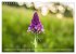 Orchideenzeit auf der Schwäbischen Alb... - Bild 12