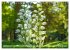 Orchideenzeit auf der Schwäbischen Alb... - Bild 13