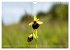 Orchideenzeit auf der Schwäbischen Alb... - Bild 14