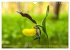 Orchideenzeit auf der Schwäbischen Alb... - Bild 15