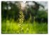 Orchideenzeit auf der Schwäbischen Alb... - Bild 3