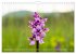Orchideenzeit auf der Schwäbischen Alb... - Bild 4