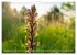 Orchideenzeit auf der Schwäbischen Alb... - Bild 5