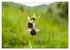 Orchideenzeit auf der Schwäbischen Alb... - Bild 8