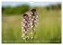 Orchideenzeit auf der Schwäbischen Alb... - Bild 10