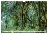 Traumhafte Wälder (Wandkalender 2026... - Bild 10