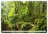 Traumhafte Wälder (Wandkalender 2026... - Bild 3